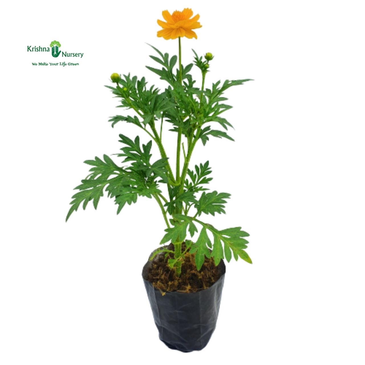 Flowering Plants
