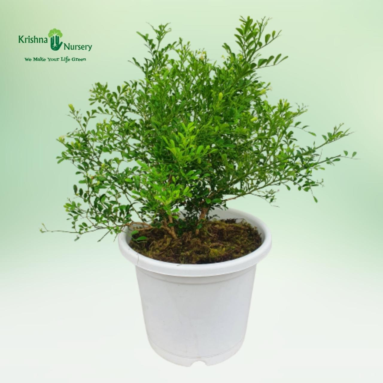 Outdoor Plants