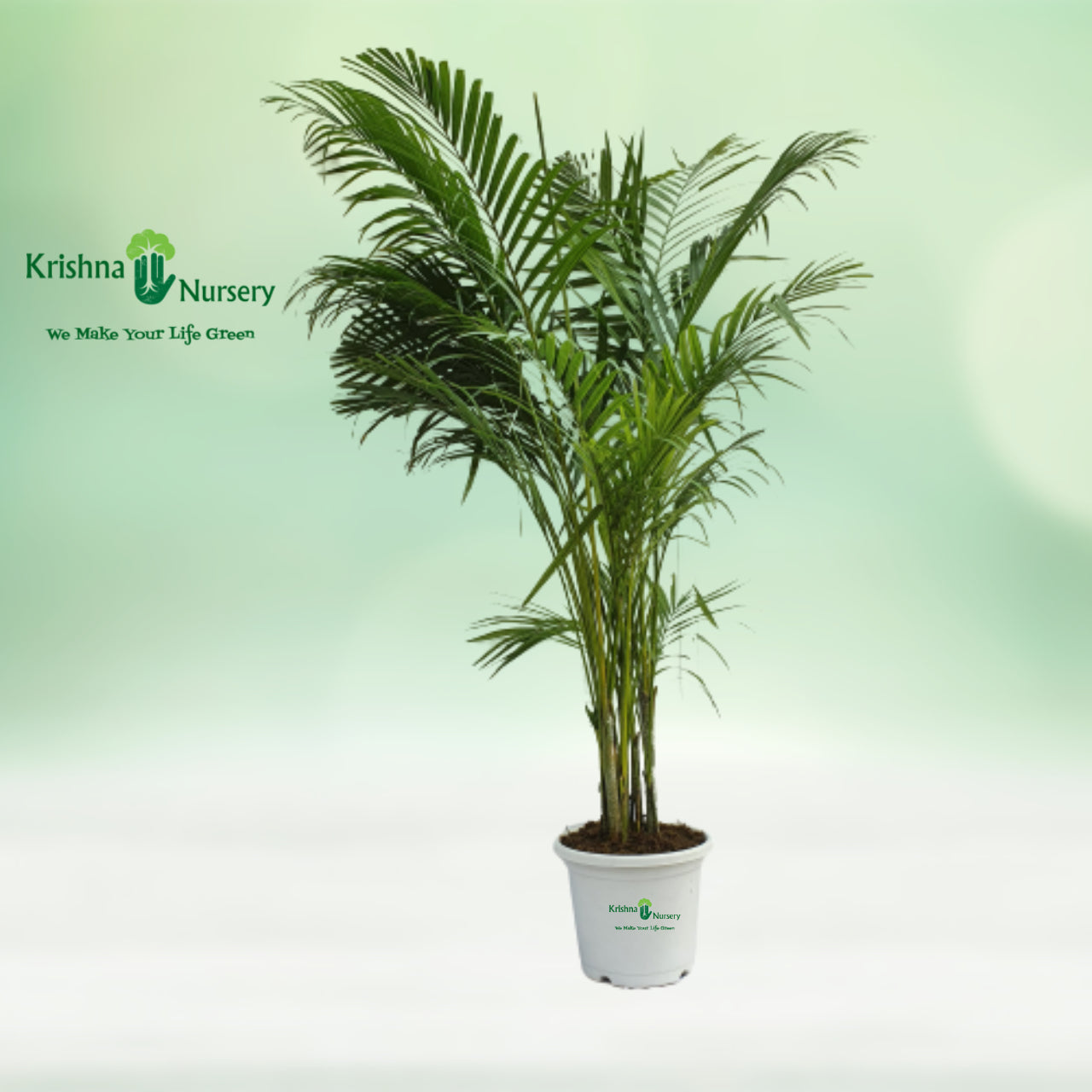 Indoor Plants