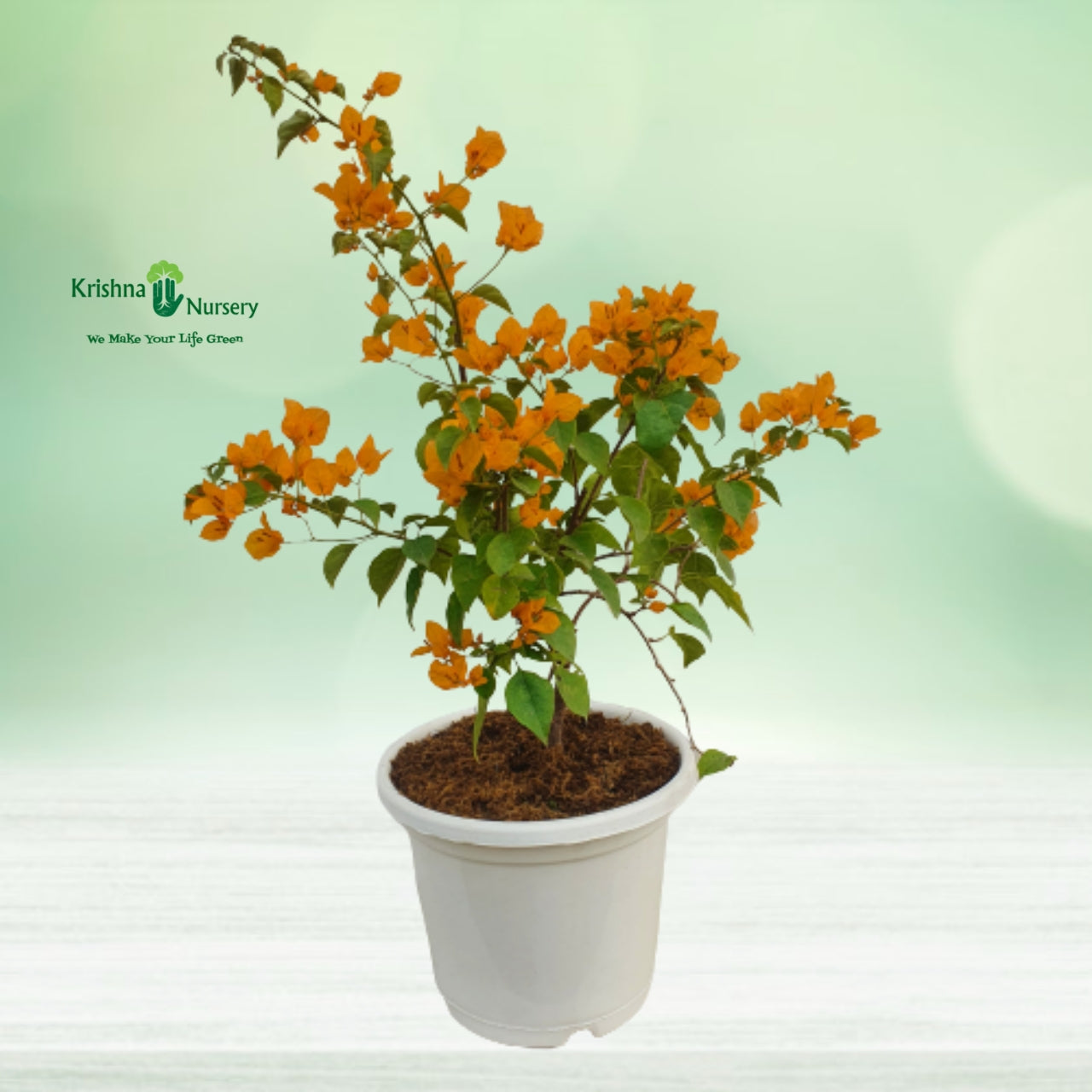 Bougainvillea Plant
