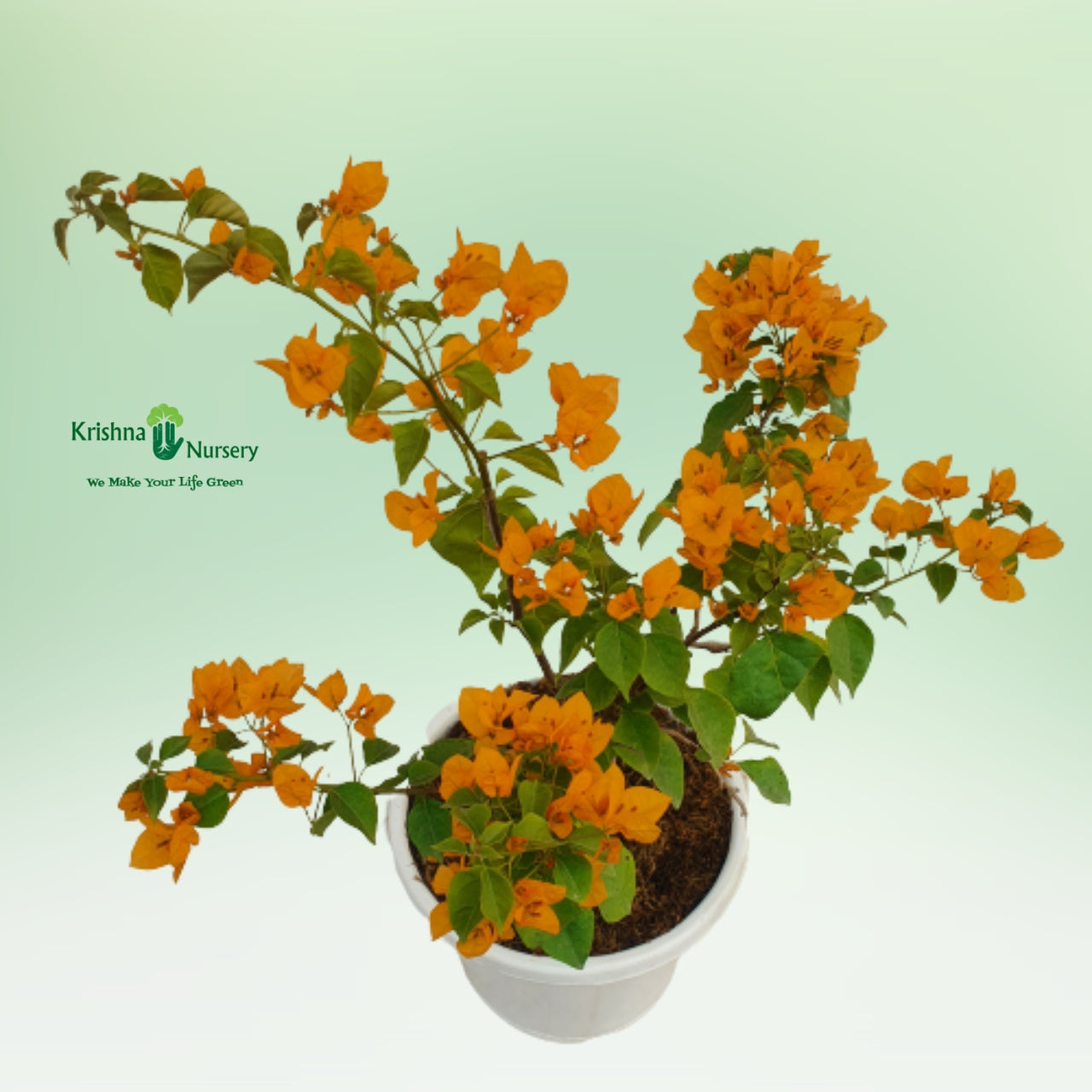Bougainvillea Plant