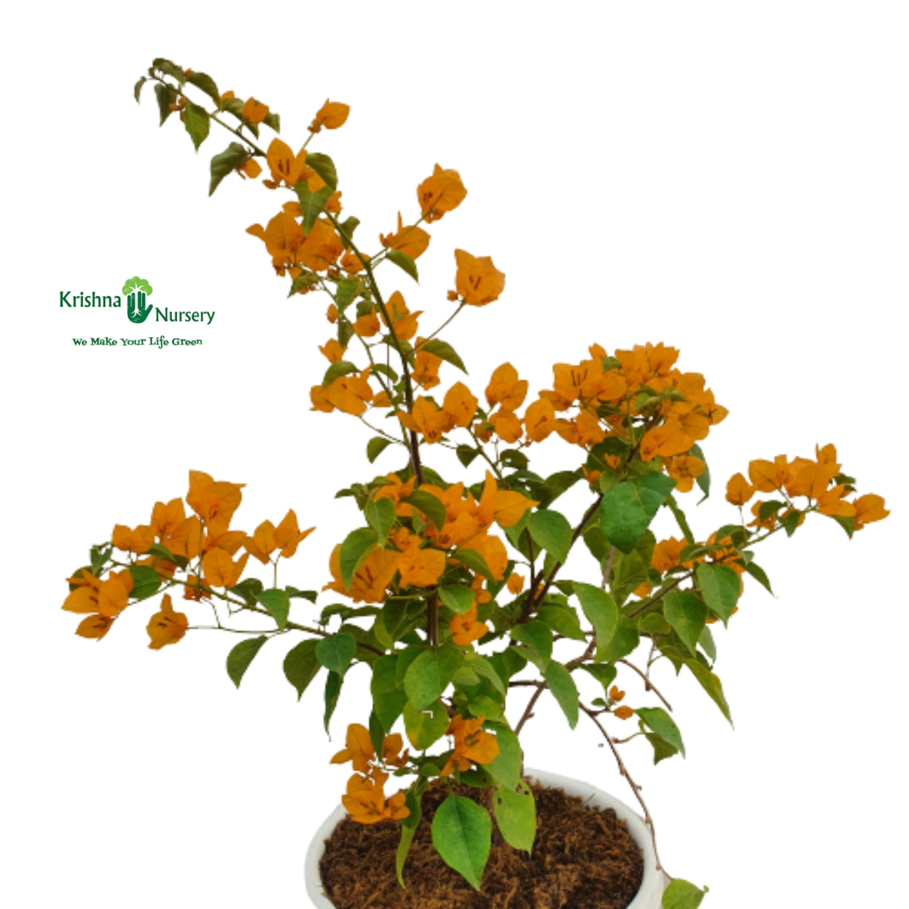 Bougainvillea Plant