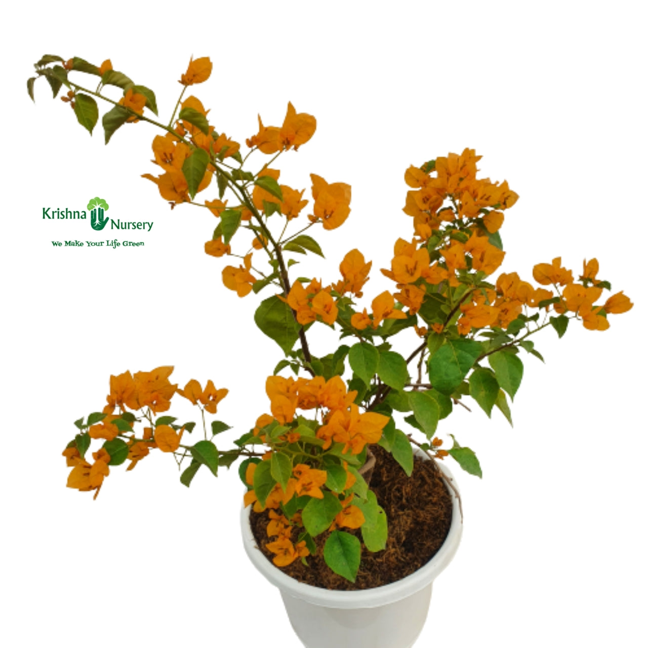 Bougainvillea Plant