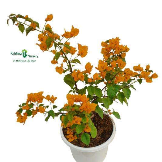 Bougainvillea Plant